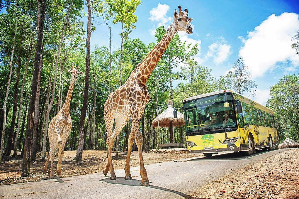 Vinpearl Safari Phú Quốc